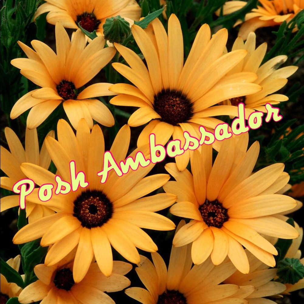 Posh Ambassador